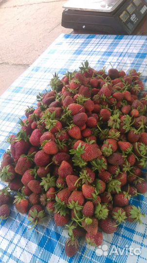 Саженцы клубники(земляники садовой крупноплодной)