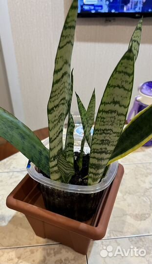 Шучий хвост, сансерверия