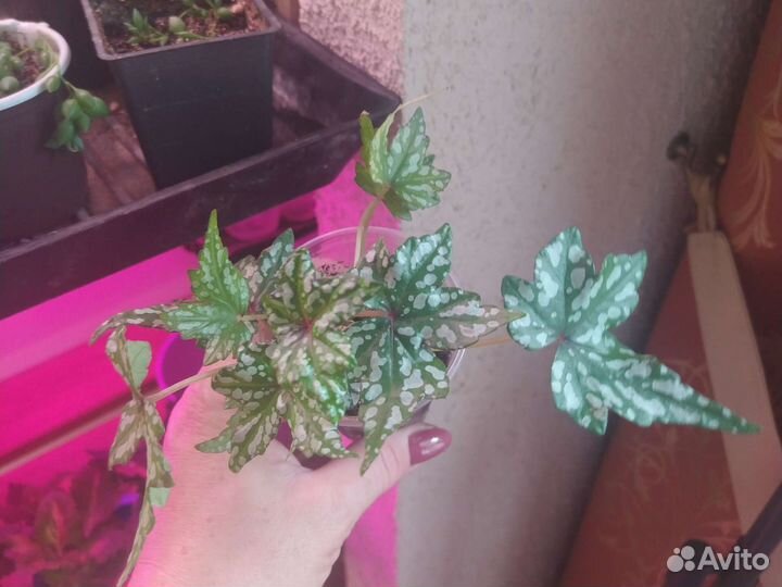 Гвоздика ампельная