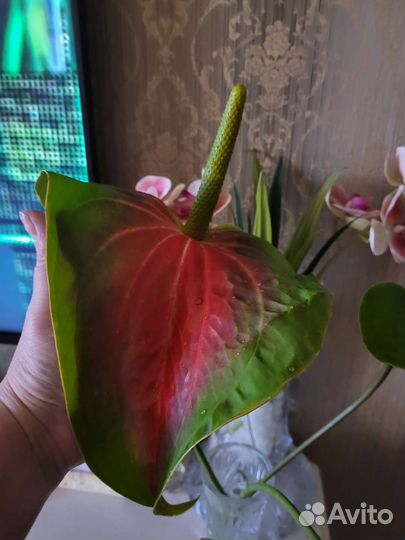 Комнатные цветы антуриум