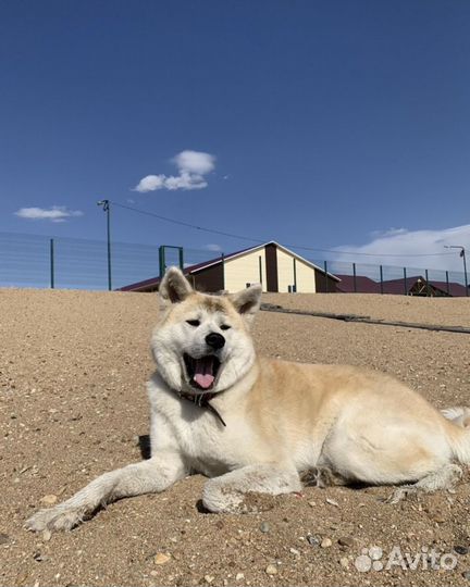 Щенки акита ину