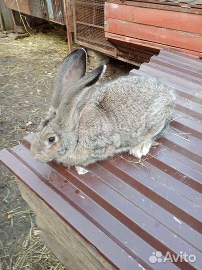 Молодые самцы Фландер