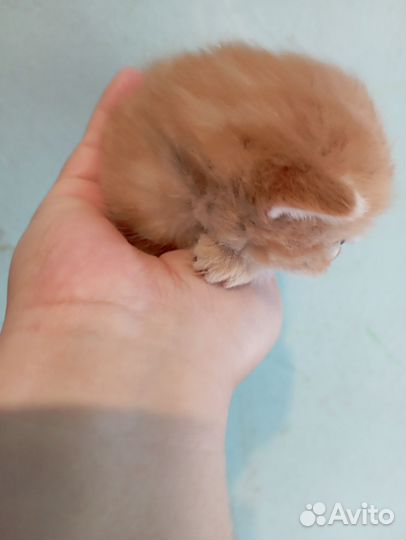 Кошки в добрые руки