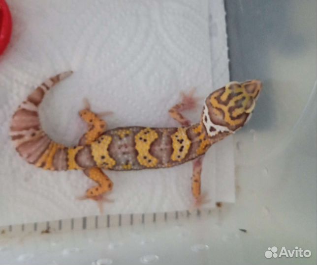 Геккон эублефар