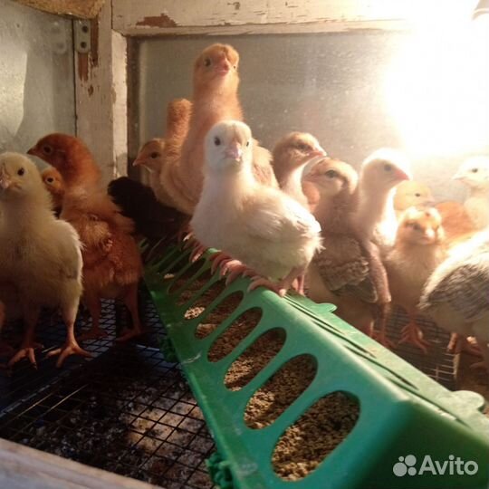 Цыплята