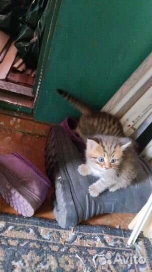 Котята в добрые руки бесплатно
