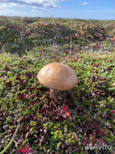 Командорские грибочки с острова Беринга