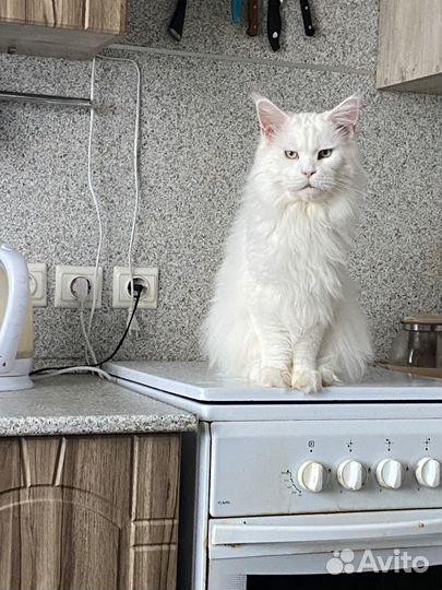 Кот мейн-кун