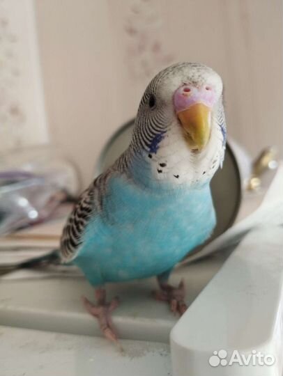 Волнистый попугай самец