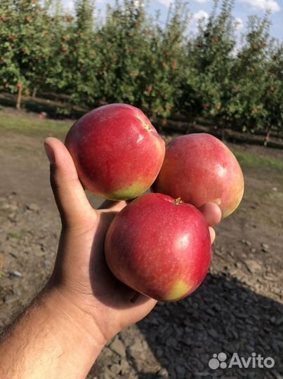 Яблоки оптом и розницу