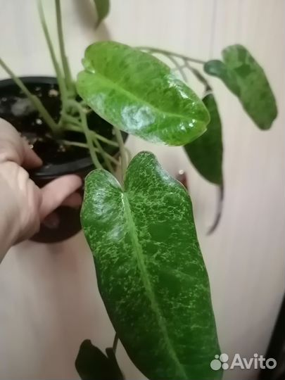 Филодендрон