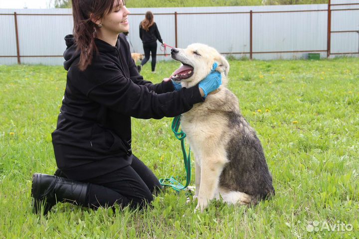 Пес в добрые руки