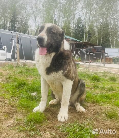 Продажа щенков алабая