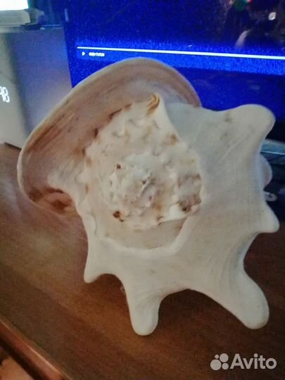 Ракушка морская большая