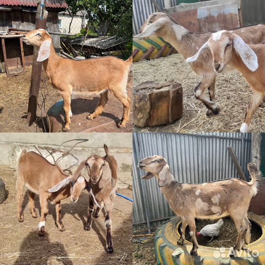 Козлята