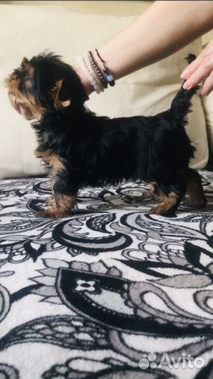 Йоркширский терьер