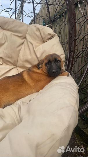 Отдам щенка метиса таксы рыжего мальчика