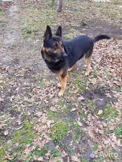 Немецкая овчарка вязка