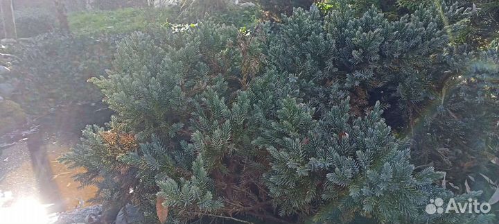 Можжевельник 2х летка