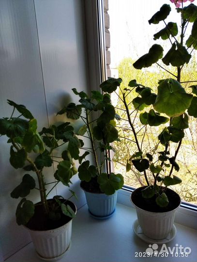 Комнатные цветы