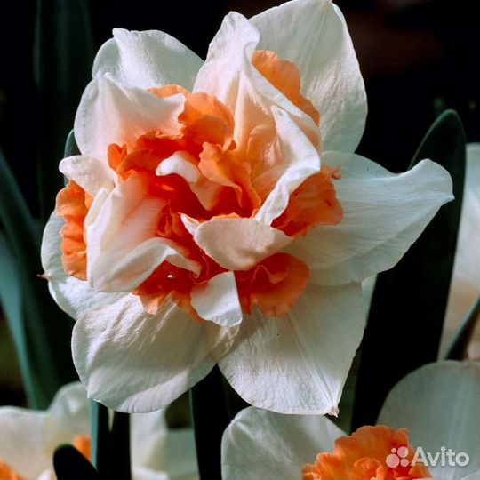 Нарцисс Кэнди Принцесс 5 шт