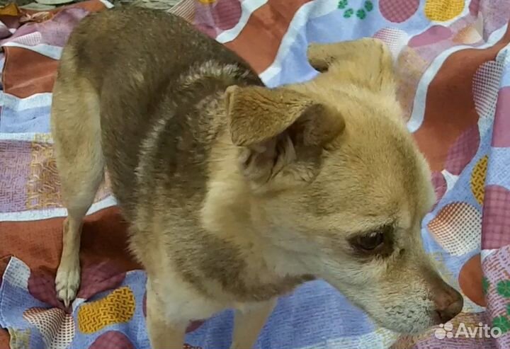 Левретка (Помесь)