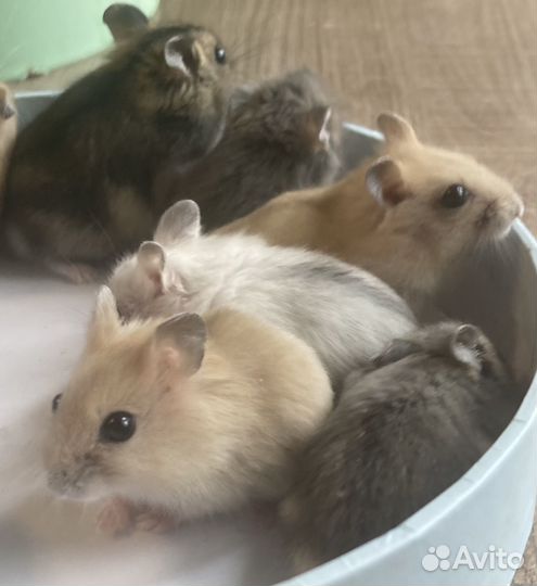 Джунгарские хомячки с клеткой