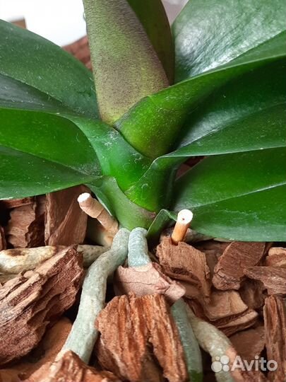 Фаленопсис Leco Fantastic 'Ll045-2'