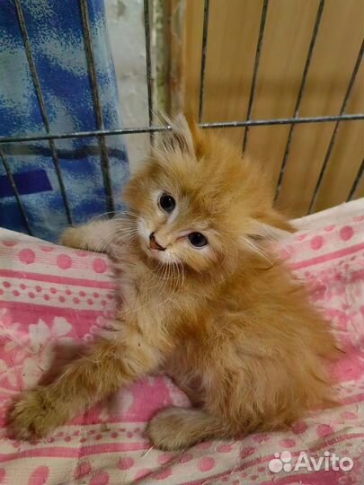 Котенок ищет дом. Рыжая девочка котенок