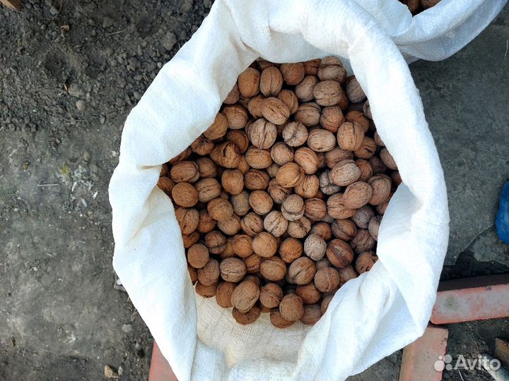 Грецкий орех в скорлупе