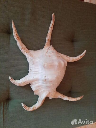 Ракушка океаническая 25 на 21 см