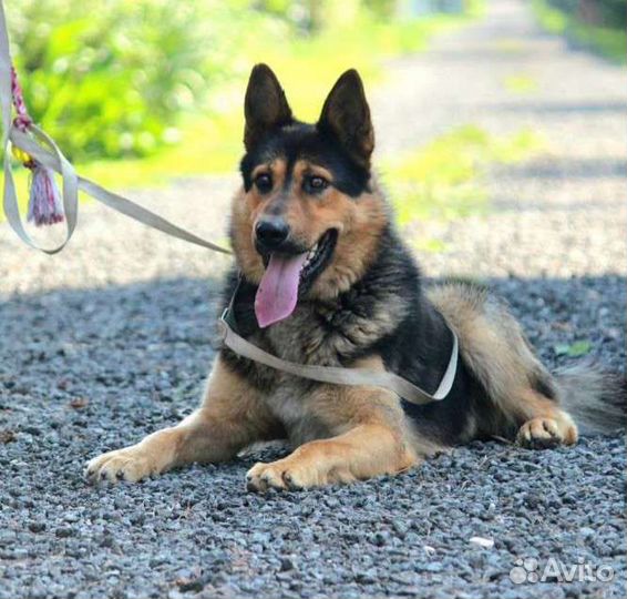 Собака в добрые руки метис овчарки