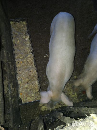 Продаю хряка