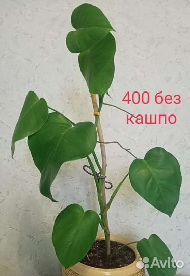 Монстера, сциндапсус,филодендрон