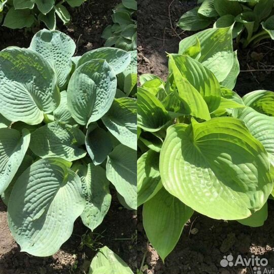 Хосты/клематис/денежное дерево