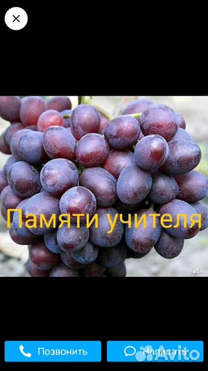 Саженцы винограда
