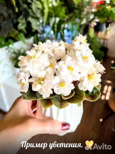 Сортовые мтнтатюрные фиалки