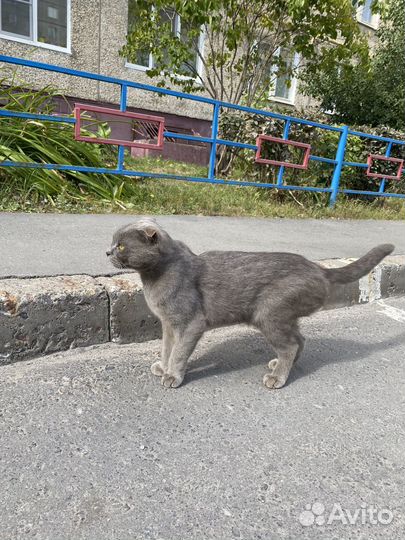 Британский котик вислоухий