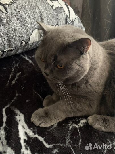 Британец в добрые руки