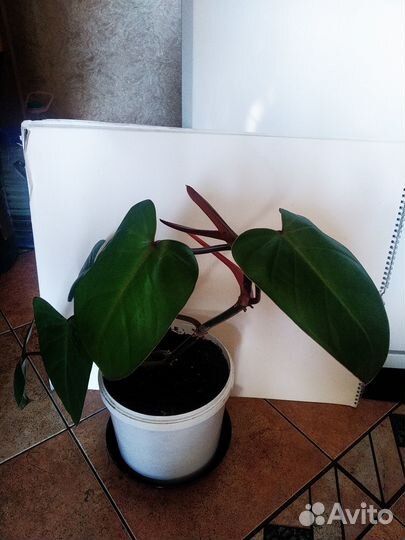 Филодендрон краснеющий
