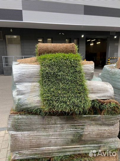 Продажа рулонного газона