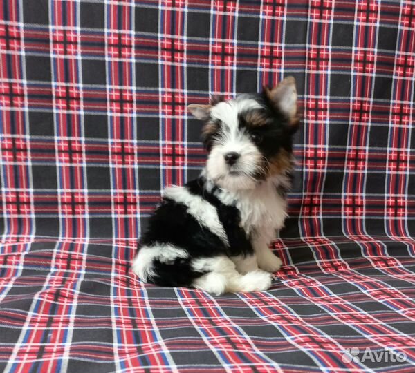 Бивер мальчики