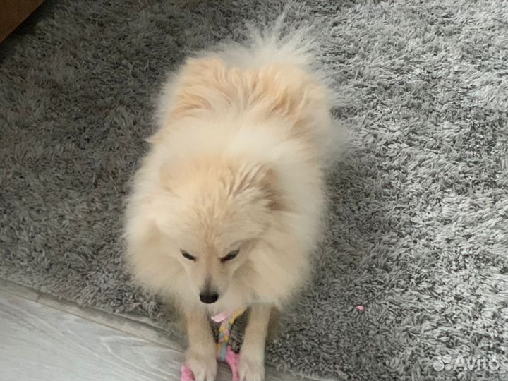 Немецкий шпиц