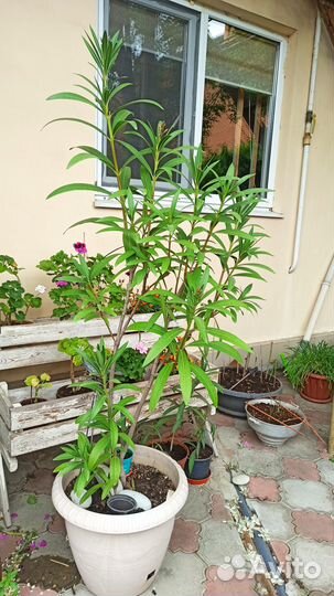 Олеандр розовый