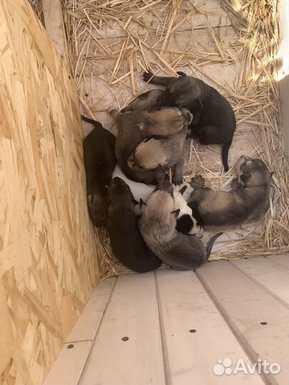 Щенки помесь