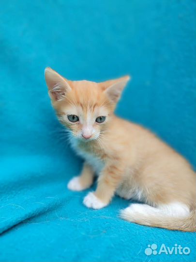 Рыжий котик,2 мес в дар