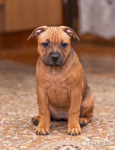 Стаффордширский бультерьер щенок