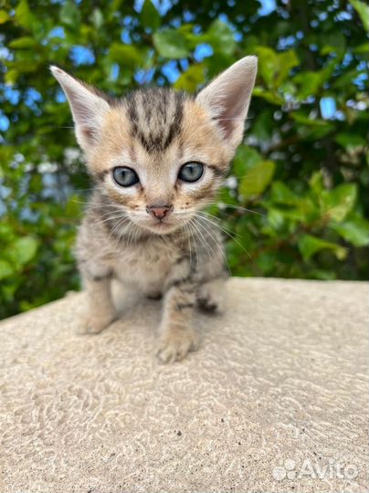 Котенок 1,5 месяца