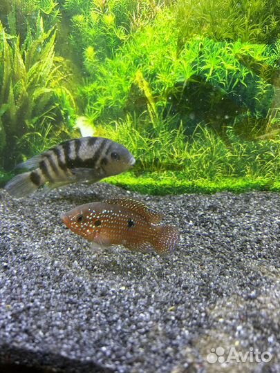 Рыбы цихлиды