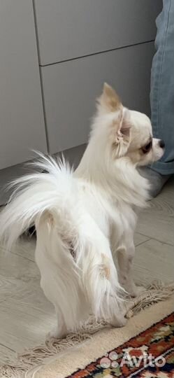 Вязка чихуахуа мальчик